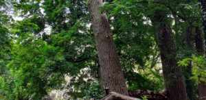 Durch den wild-romantischen Schlosspark @ Initiative für Ökologie und Lebenskultur e.V. Torwächterhaus