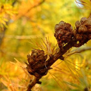 Waldbaden - Goldener Herbst @ Hohenstein-Ernstthal