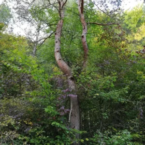 Waldbaden - "Spätsommerzauber" @ Hohenstein-Ernstthal